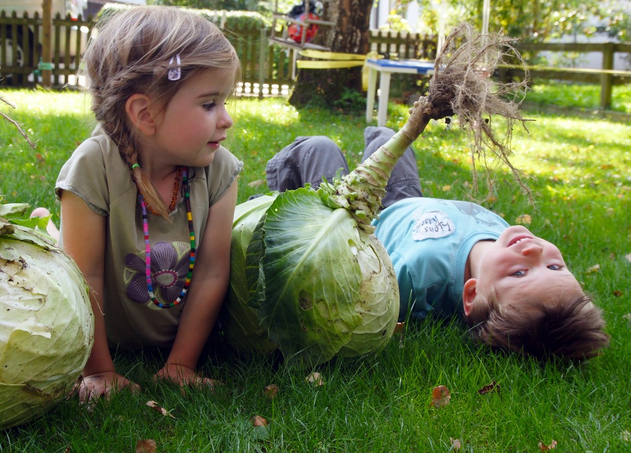 Lilly und Nick rollen Kohlköpfe.