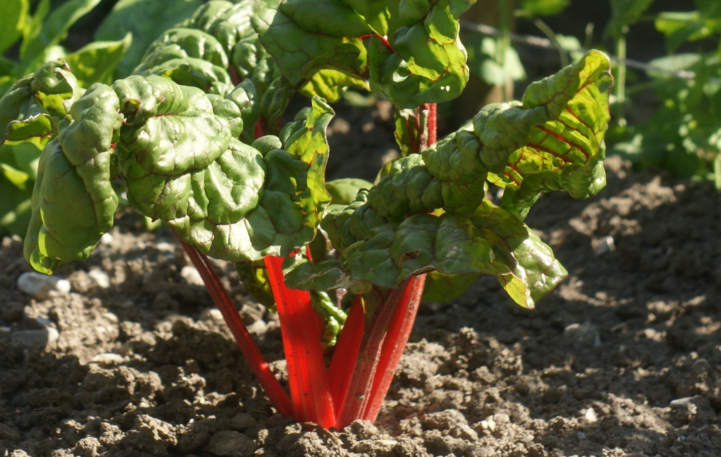 Roter Mangold leuchtet im Beet.