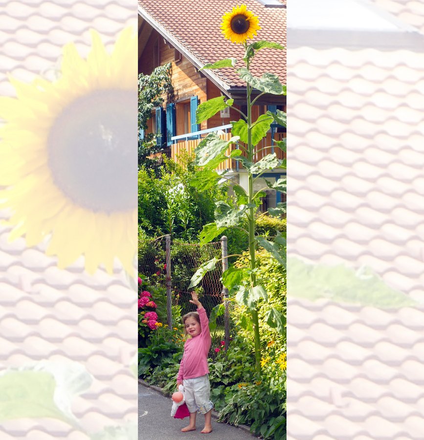 Sonnenblume