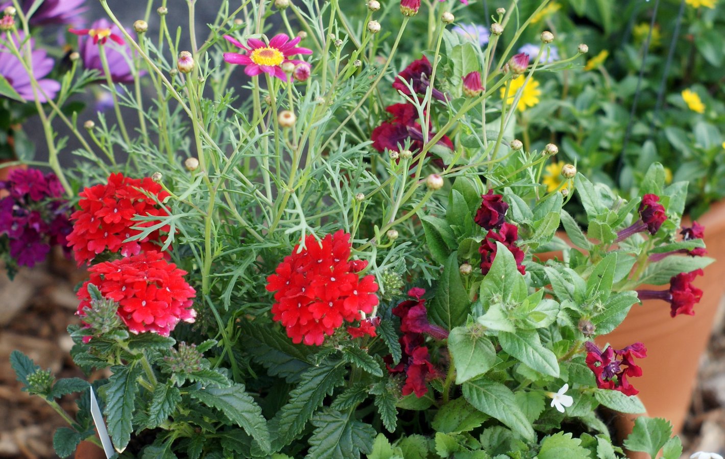 Bunte Blumen für den Sommer.