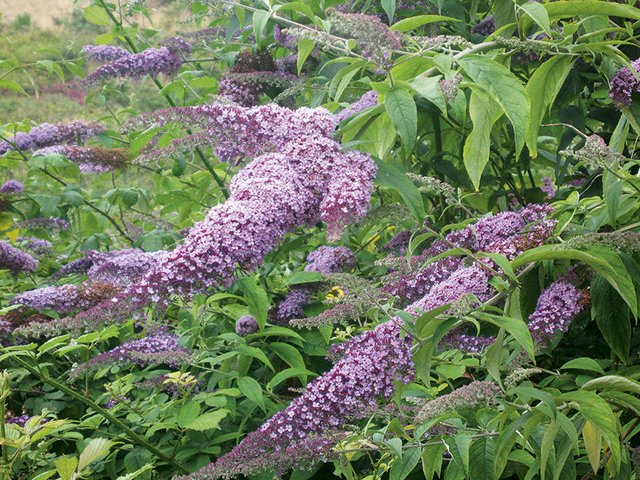 buddleja davidii