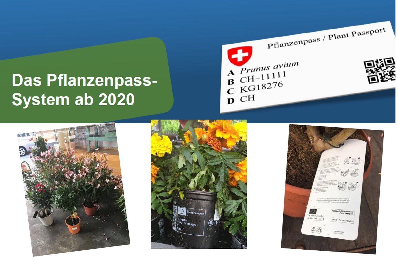 Das Pflanzenpass-System ab 2020