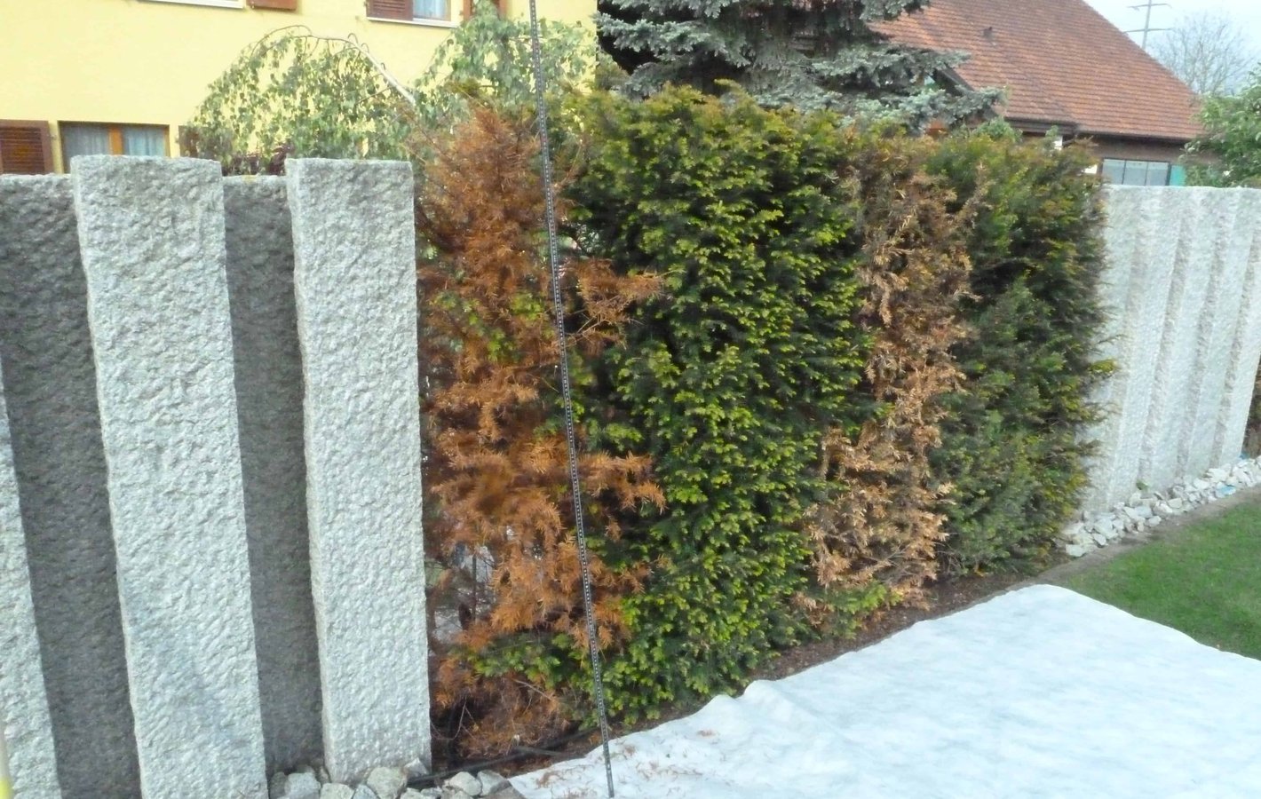 Bepflanzung Gartenbau Fehler