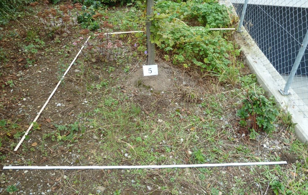 Bepflanzung Gutachten Gartenbau