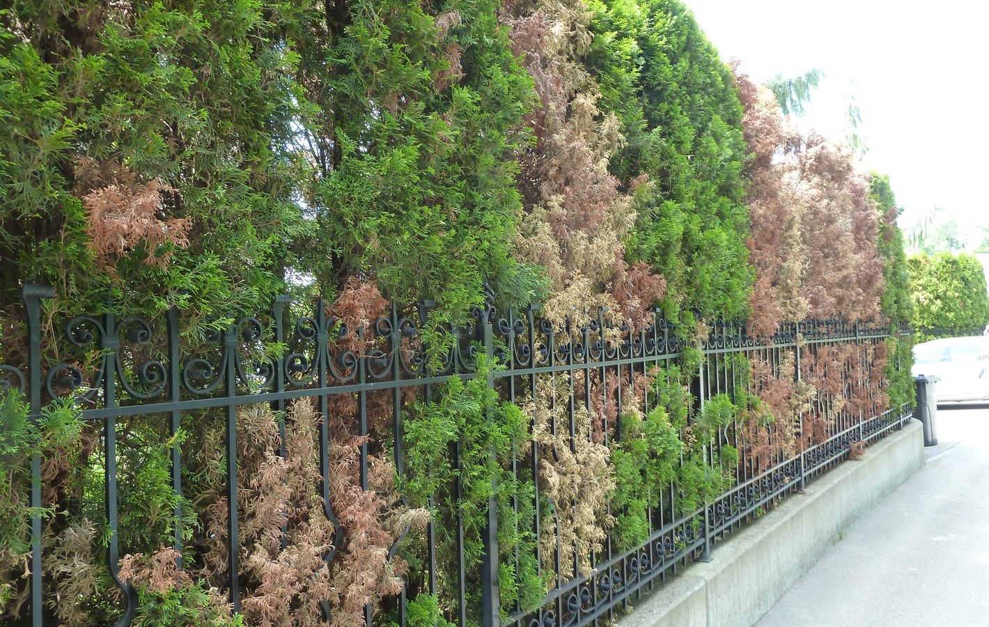 Bepflanzung Garten Gutachter