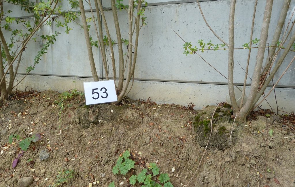 Pfusch beim Gartenbau - Gartengutachter
