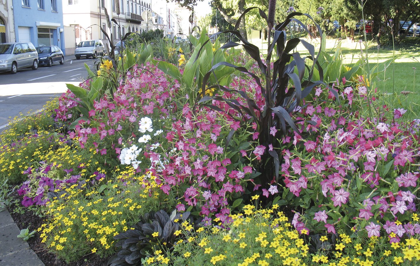 Bidens