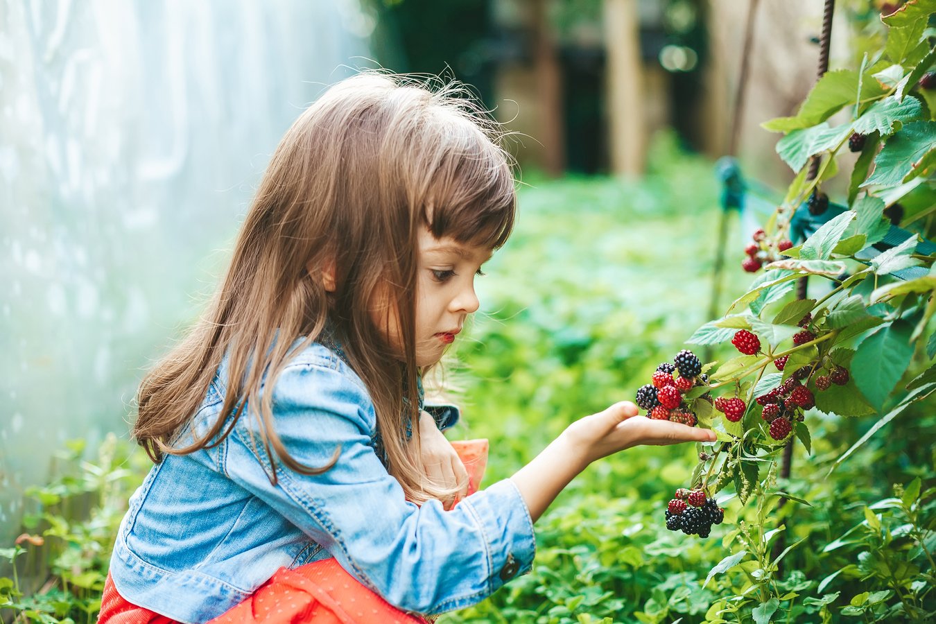 Beeren pflücken