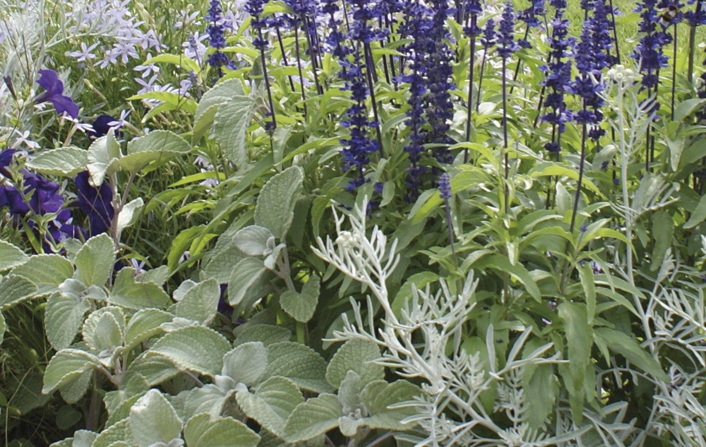 plectranthus
