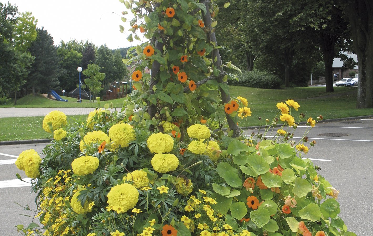 thunbergia